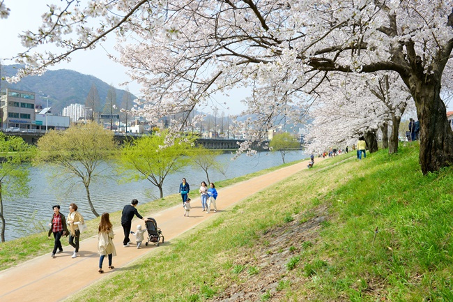 매년 3월 30일을 전후해 만개하는 순천 동천변 벚꽃 풍경. [헤럴드DB]