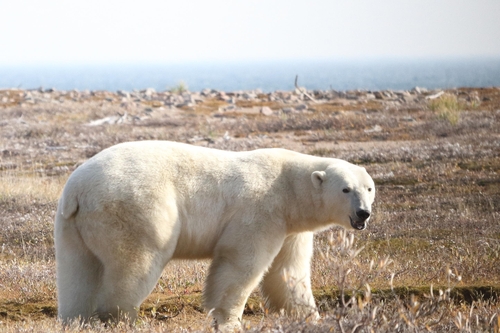 캐나다 매니토바 서부 허드슨만 지역 육지의 북극곰 [David McGeachy 제공. 재판매 및 DB 금지]