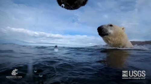 해빙이 녹은 북극해에서 수영하는 북극곰  [USGS 제공. 재판매 및 DB 금지]