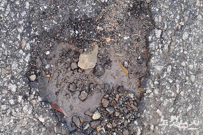 전주 호성동 한 도로의 포트홀. 최명국 기자