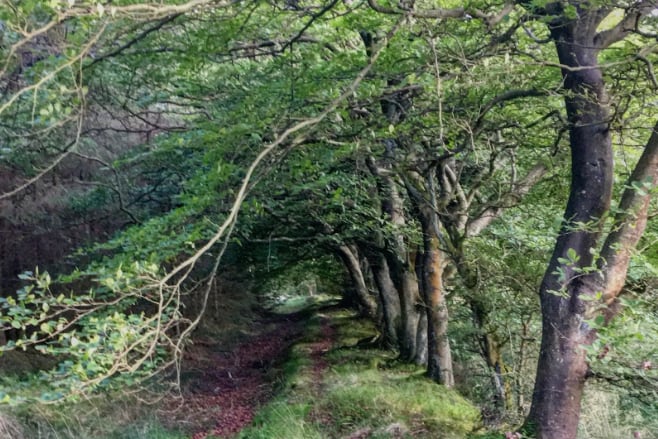 ▲야생버섯이 발견되는 스코틀랜드의 전형적인 너도밤나무 숲지대.