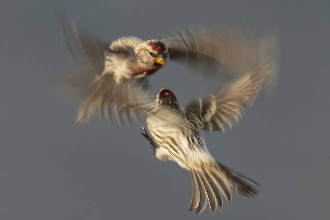 먹이 경쟁력에서 밀리면 생존이 위협이 될 수 있다.