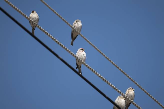 흰 몸이 눈에 띄는 쇠홍방울새 무리. 홍방울새 보다 밝고 하얗다.