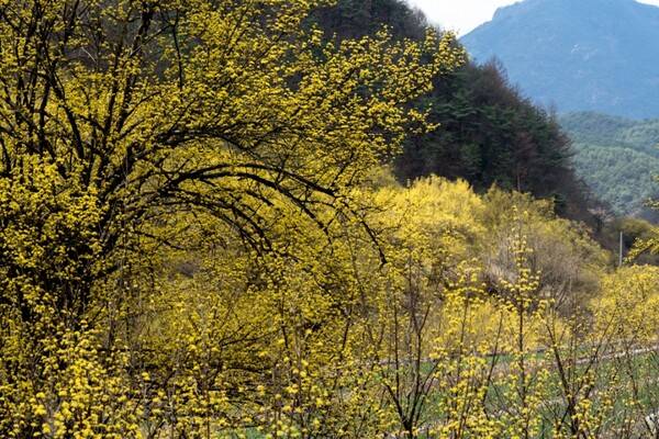 출처 = 온라인 커뮤니티