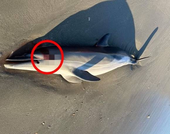 미국 현지시간으로 19일 뉴저지주의 한 해변에서 눈에 피를 흘리며 죽은 채 발견된 돌고래의 모습