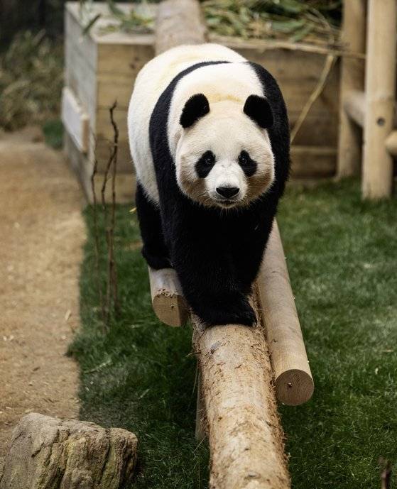 아이바오. 권혁재 사진전문기자