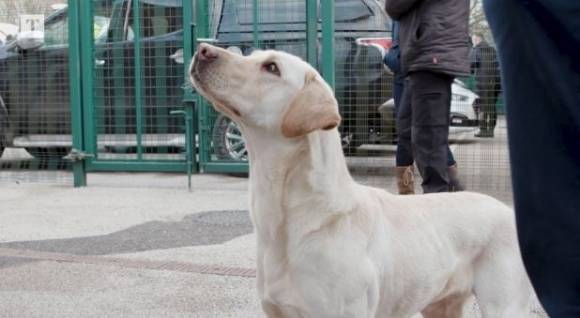 냄새로 성범죄자 잡는 경찰견 - 경찰 탐지견 에이프릴 / 사진=더타임스