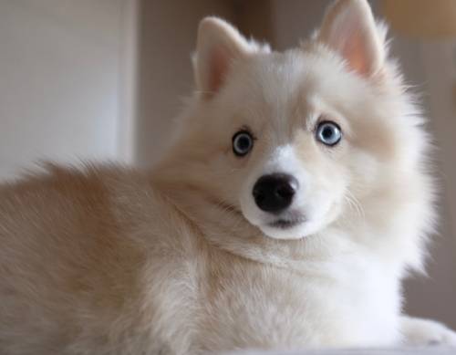 배우 도상우가 펫터뷰를 진행했다. 사진=도상우