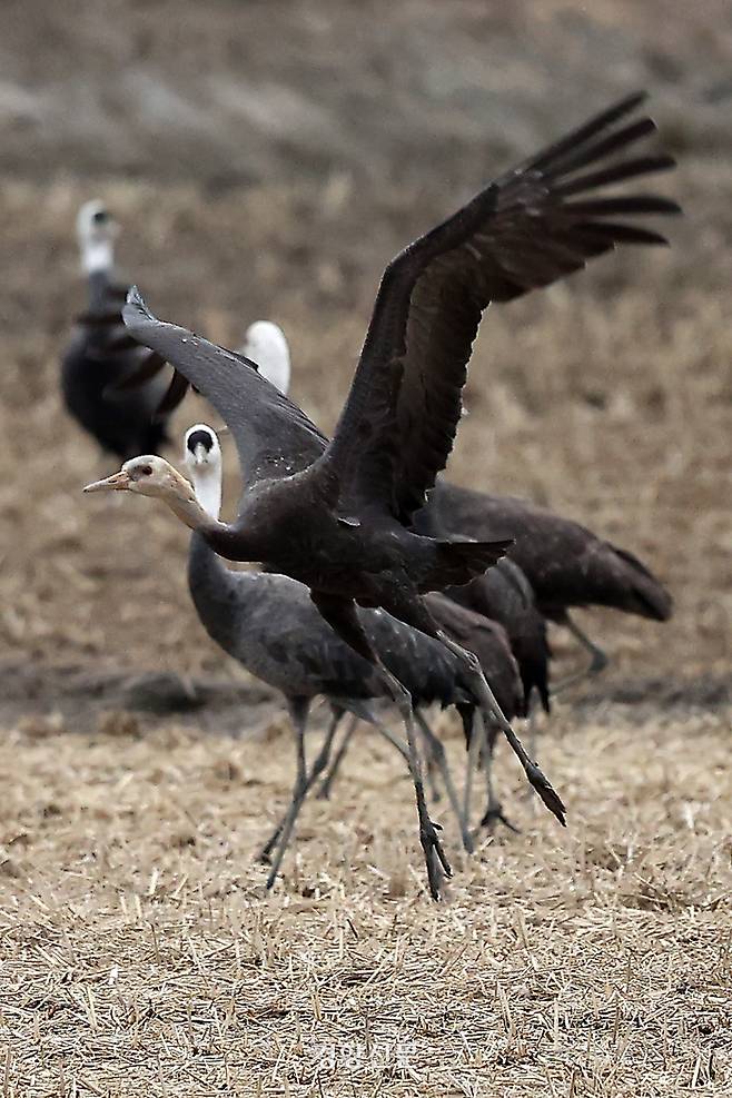 천연기념물 제228호 및 멸종위기 야생생물 2급으로 지정된 흑두루미의 새끼가 29일 전남 순천만습지 일대에서 날아오르고 있다.
