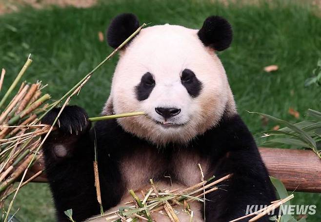 3일 오전 경기 용인시 에버랜드 판다월드에서 자이언트 판다 '푸바오'가 죽순을 먹고 있다.