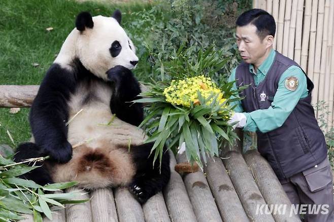 대중에 공개 마지막 날인 푸바오가 3일 경기 용인시 에버랜드 판다월드에서 강철원 사육사로부터 유채꽃 선물을 받고 있다.
