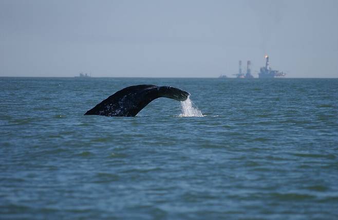 러시아 사할린섬 북동부 연안의 석유 및 천연가스 유전 앞에서 유영 중인 한국계 귀신고래(서부개체군). ©NOAA photo library