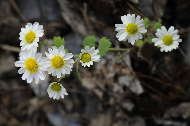 강원 정선이 자생지인 정선국화. 국립수목원 제공