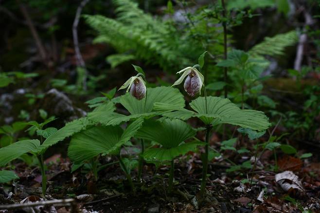 유네스코 생물권 보전지역인 광릉숲에서만 볼 수 있는 신비로운 광릉요강꽃. 국립수목원 제공