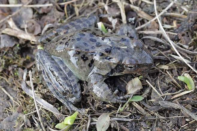 국립수목원의 봄을 알리는 큰산개구리. 국립수목원 제공