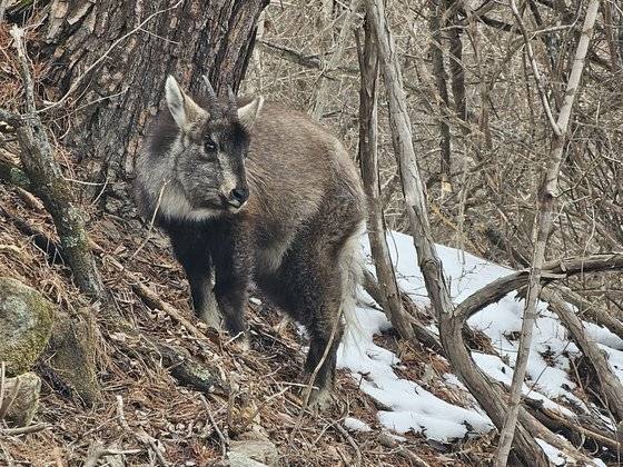 지난달 29일 설악산 국립공원 한계령 도로 인근에서 쉬고 있던 산양. 기자가 10m 가까이 접근했는데도 도망가지 않았다. 양양=정은혜 기자