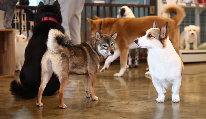 지난달 설날 연휴 서울의 한 펫 위탁소에 맡겨진 반려견들이 즐거운 시간을 보내고 있다. 연합뉴스