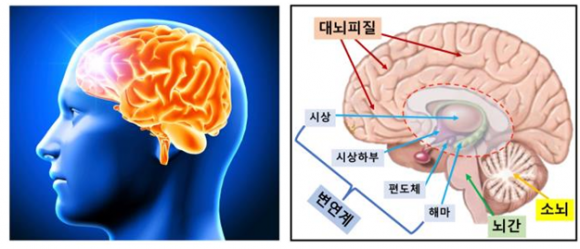① - 인간 뇌를 측면으로 본 그림(완쪽). 우리의 뇌는 운동을 조절하는 소뇌(Cerebellum), 심장을 뛰게 하고 숨쉬는 것을 조절하는 간뇌(Brainstem), 감정을 조절하는 변연계(Limbic System), 그리고 창조적인 생각과 계산을 잘하게 발달된 대뇌피질(Cerebral Cortex)로 이루어져 있다. 작가 kjpargeter 출처 Freepik·KIST 뇌과학연구소 제공