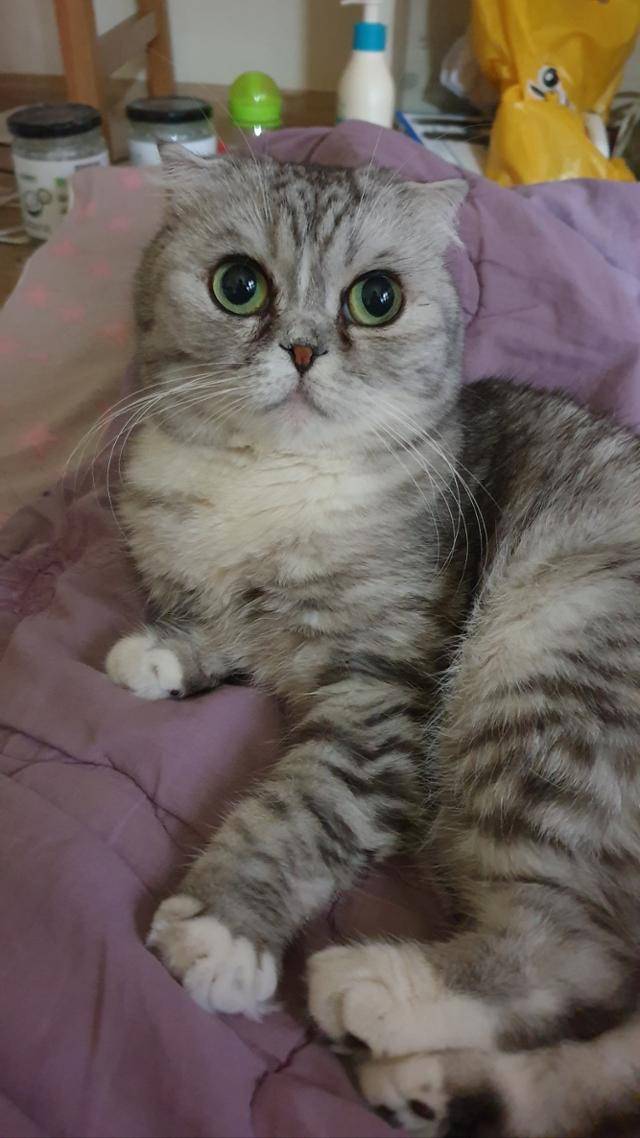 반려묘 '일라'의 모습. 스코티시 폴드의 특성 중 하나인 '단두종 증후군'으로 호흡이 힘든 상태다. 일라 보호자 이상욱, 박미정 씨 제공