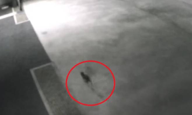 지난 10일 오후 9시쯤 공장 CCTV에 포착된 고양이의 모습. 6가크롬 수조에 빠졌다 나온 뒤 공장 밖으로 향한 것으로 추정된다. /ANN뉴스 유튜브
