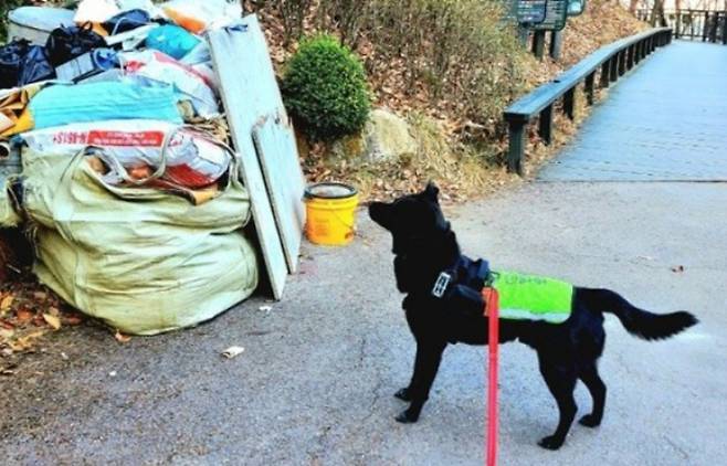 '반려견 순찰대' 오이지 대원. 서울시 제공