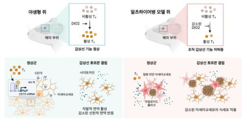 알츠하이머와 갑상샘 호르몬과 관계 - 알츠하이머 치매 생쥐에서 갑상샘 호르몬 결핍은 미세아교세포의 식세포 작용을 감소시켜 아밀로이드 베타와 인산화된 타우 단백질의 축적, 인지적 행동 장애를 악화시킨다. 서울대 의대 제공