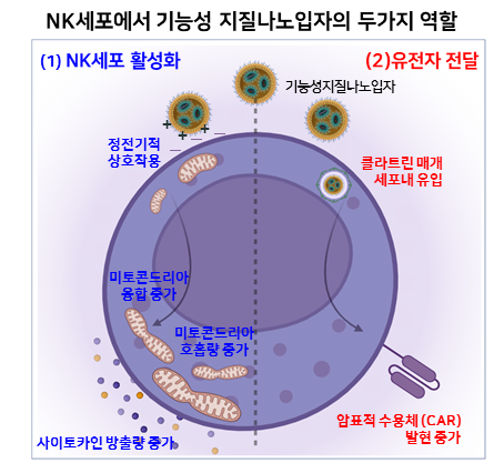 박우람 성균관대 융합생명공학과 교수 연구팀이 개발한 기능성 지질 나노입자의 자연살해(NK)세포 효과./성균관대