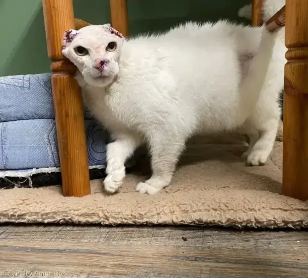 ⓒBrinsley Animal Rescue