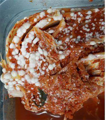 골마지가 생긴 김치./사진=세계김치연구소