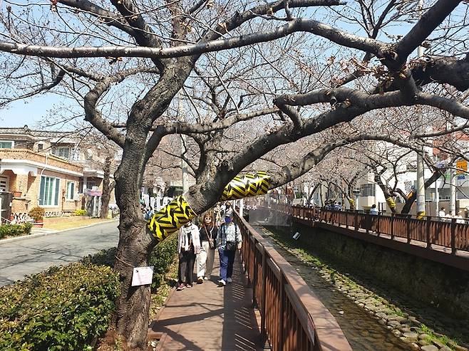 진해군항제 축제 기간인 23일 창원 벚나무 개화 기준이 되는 표준목에도 벚꽃이 피지 않은 상태.