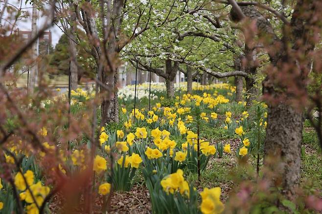노란색 수선화가 봄을 알리는 아모레퍼시픽 원료식물원. 아모레퍼시픽 제공