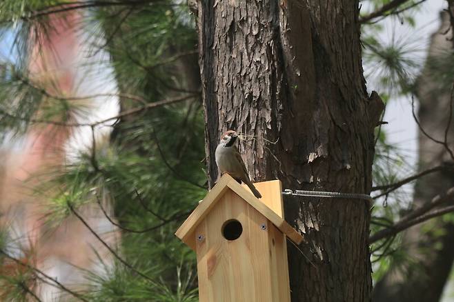 아파트 단지 안에 설치되는 인공 새집은 참새, 박새 등 작은 새들이 번식할 수 있는 둥지가 되어준다. 탐조책방 제공
