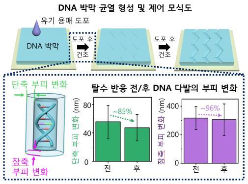 DNA 박막 위 균열 형성 및 제어 메커니즘 모식도.(KAIST 제공)/뉴스1