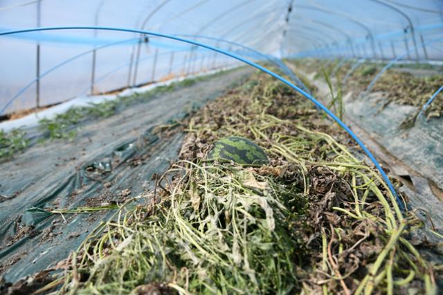 지난 22일 겨울수박 주산지인 경남 함안군 대산면의 한 비닐하우스 단지에 일조량 부족으로 줄기와 잎이 마른 수박들이 널브러져 있다. 함안= 박은경 기자