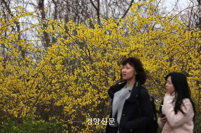 관광객들이 영등포 여의도 봄꽃축제가 개막한 서울 영등포구 여의서로에서 노랗게 핀 개나리 앞을 지나고 있다.