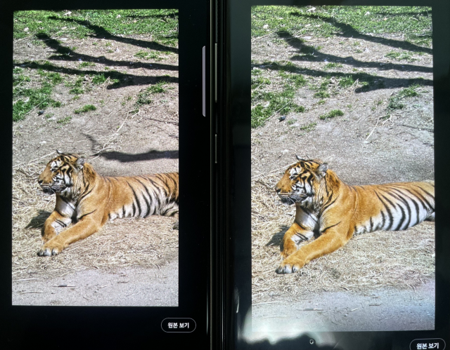 같은 호랑이 사진의 하반신을 갤럭시 S24 울트라와 S23 울트라로 생성한 결과. 왼쪽이 S24, 오른쪽이 S23의 결과물. 사진=진동영기자