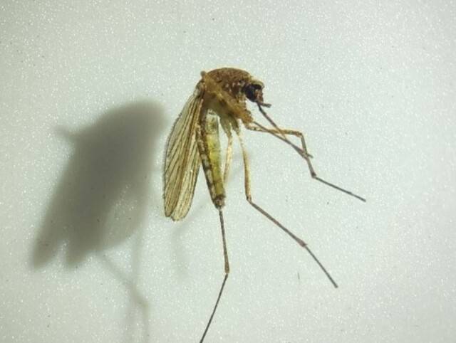 작은빨간집모기 모습. 울산시