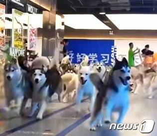 개들이 집단 탈출하고 있는 모습