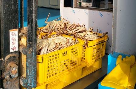 ▲ 6년간 동해항으로 수입된 러시아산 대게·킹크랩을 활어차로 납품처에 운반하면서 수백차례에 걸쳐 조금씩 빼돌려 판매, 2억원대의 돈을 챙겨 유흥비로 사용한 활어차기사 등 8명이 붙잡혔다.창고에서 킹크랩무게측정장면(본 사건과 무관). 사진제공=동해지방해양경찰청