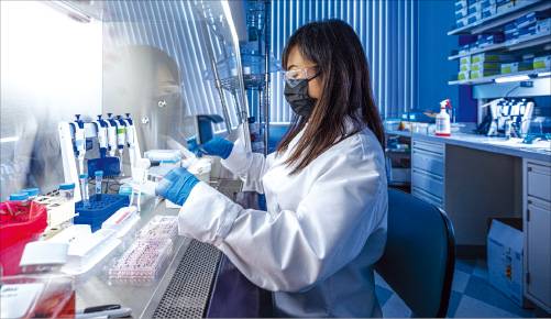 미국 뉴욕에 있는 리제네론 본사에서 한 연구원이 세포실험을 하고 있다. 리제네론은 근감소증 치료제 글로벌 개발 경쟁에서 앞서 있다. 리제네론 제공