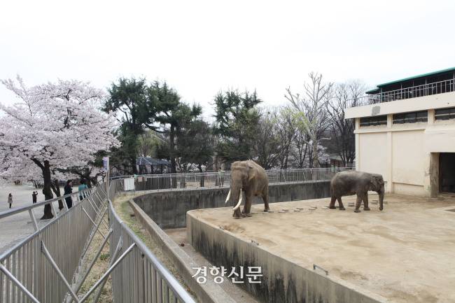 상아가 난 코끼리가 복동이다. 오른쪽에 비교적 작은 몸집이 암컷 코순이다. 코끼리 두 마리가 머무는 사육장이 좁아 보인다. 2023년 8월 복동이가 사망하기 전 촬영된 사진이다. 경향신문 자료사진