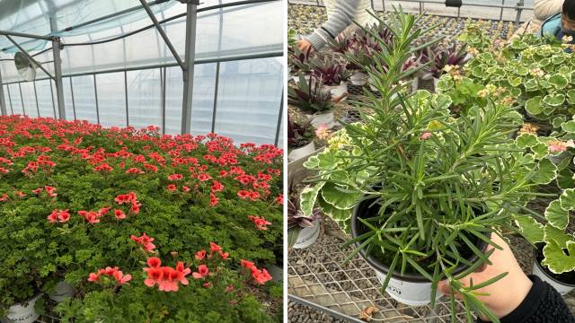 침출수 및 폐수 처리 과정에서 발생한 바이오가스로 난방을 하는 양묘온실. /이하 사진=마주영기자