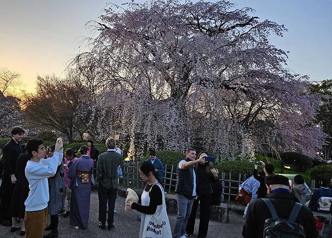 벚꽃 명소로 이름난 교토 마루야마 공원의 상징인 수양벚나무. 만개한 벚꽃 주변에 관람객이 가득하다. 1917년 6월22일 오후 교토에 도착한 순종은 이 벚나무 근처 '초라쿠칸'에서 3박4일간 묵었다. 메이지 왕릉 참배가 주목적인 여행이었다. /김기철기자