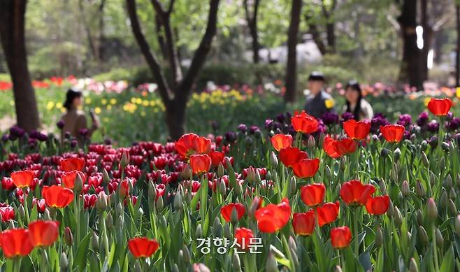 화창한 봄날씨를 보인 9일 서울 성동구 서울숲에서 시민들이 만발한 튤립을 보며 산책을 하고 있다. 김창길기자