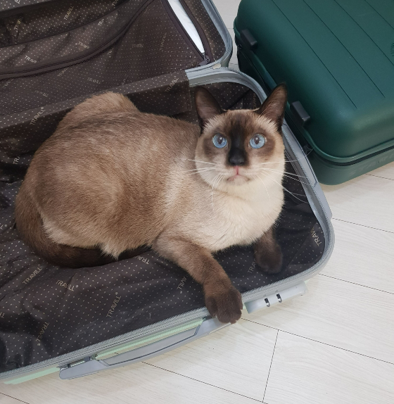 가방 안에서 빤히 바라보는, 푸른 눈의 고양이 노을이. 여행 가고 싶구나./사진=따스한 할미냥, 노을이 보호자님