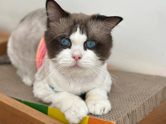 푸른 눈이 매력적인 고양이 렉시가 가족을 기다리고 있다. 동물권행동 카라 제공