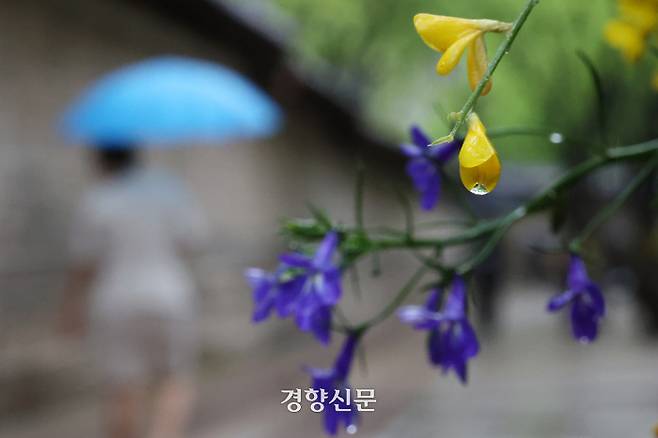 전국에 봄비가 내린 15일 서울 중구 덕수궁 돌담길 화단에 식재된 봄꽃들이 빗물을 머금고 있다. 조태형 기자