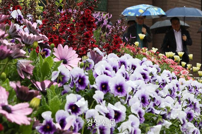 전국에 봄비가 내린 15일 시민들이 우산을 쓴 채 서울광장 인근 화단에 식재된 봄꽃 곁을 지나고 있다.