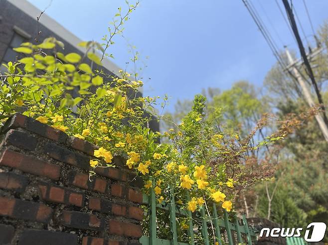 단원고 세월호 추모 조형물로 가는 길 담장에 노란 꽃이 피었다. / 뉴스1 박혜연 기자