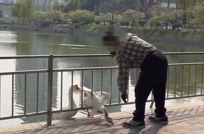 서울 건국대의 마스코트로 사랑받던 거위 ‘건구스’가 폭행당하는 사건이 발생했다. 동물자유연대 제공